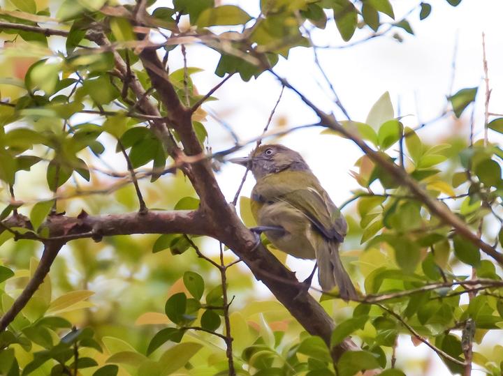 Lemon-chested Greenlet