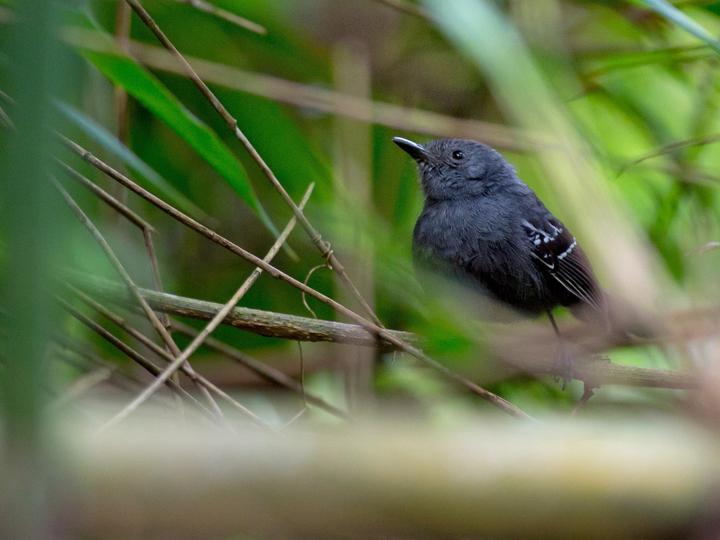 Rio de Janeiro Antbird
