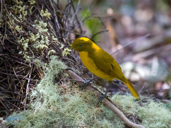 Golden Bowerbird