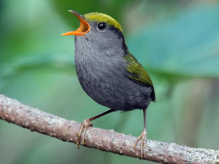 Slaty-bellied Tesia