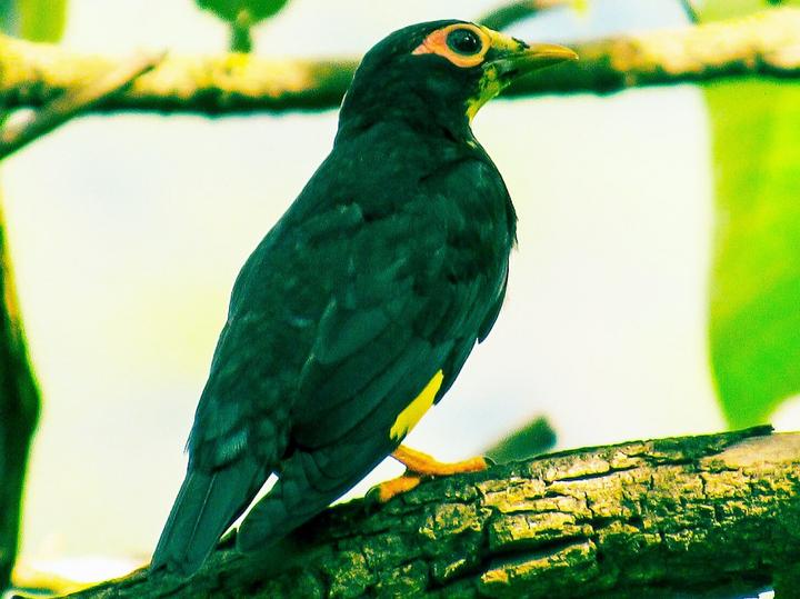 Golden-crested Myna