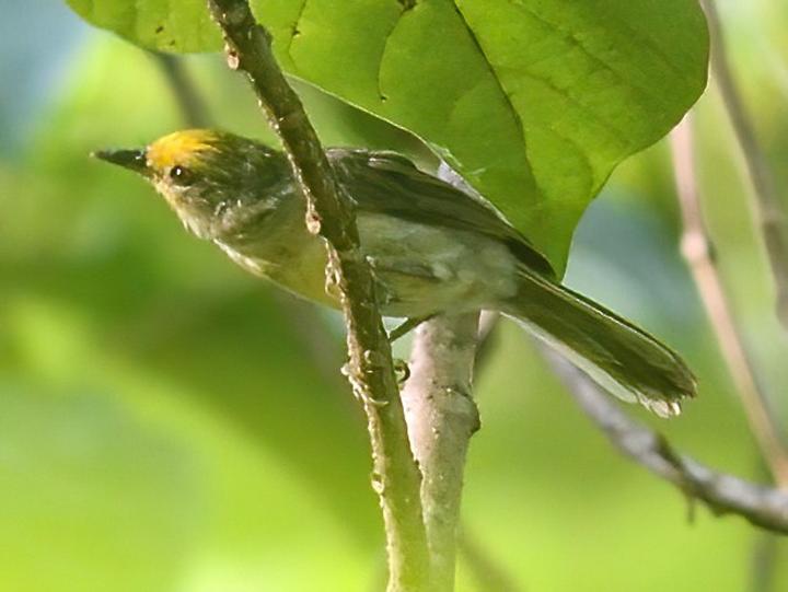 Golden-crowned Babbler