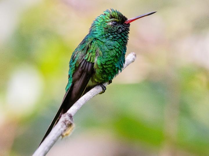 Golden-crowned Emerald
