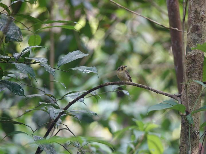 Golden-crowned Spadebill