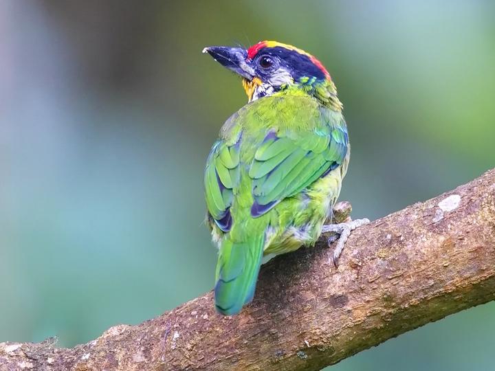 Golden-throated Barbet