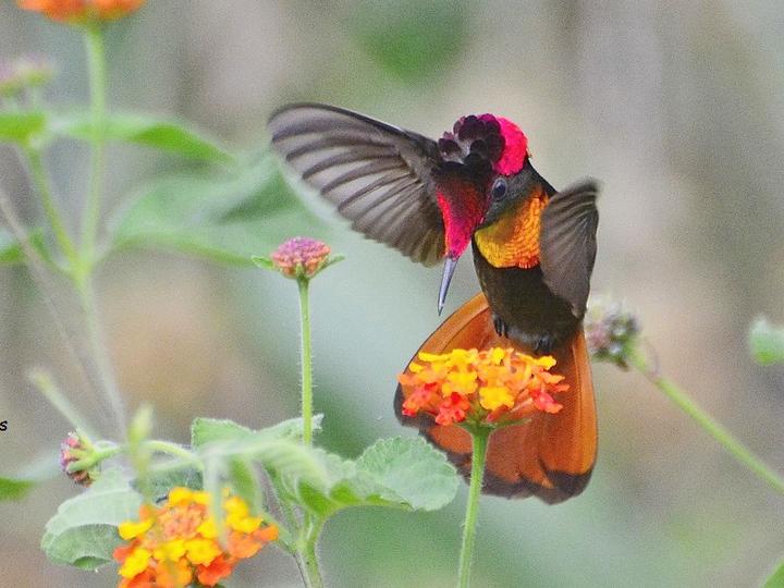 Ruby-topaz Hummingbird