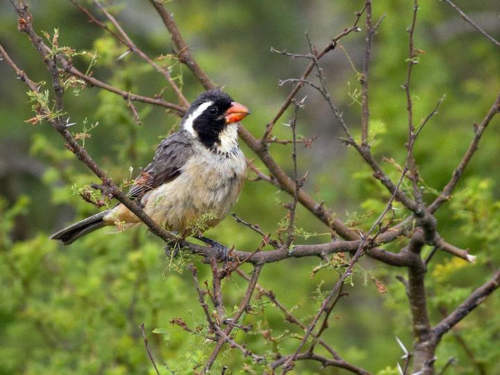 Golden-billed Saltator