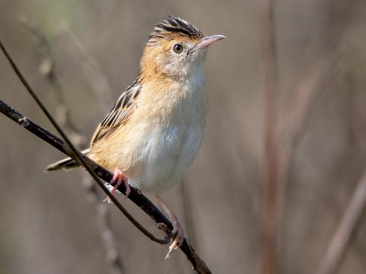 Golden-headed Cisticola