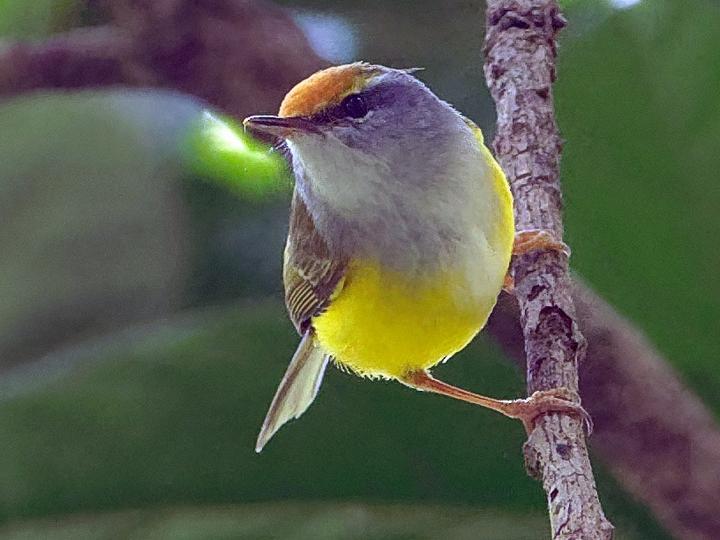 Mountain Tailorbird