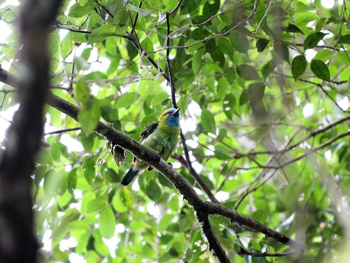 Golden-naped Barbet