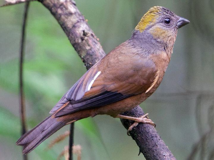 Golden-naped Finch
