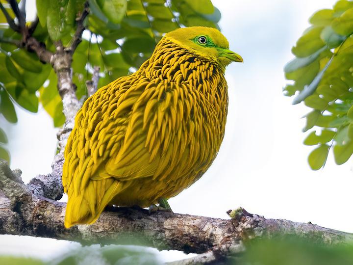 Golden Dove