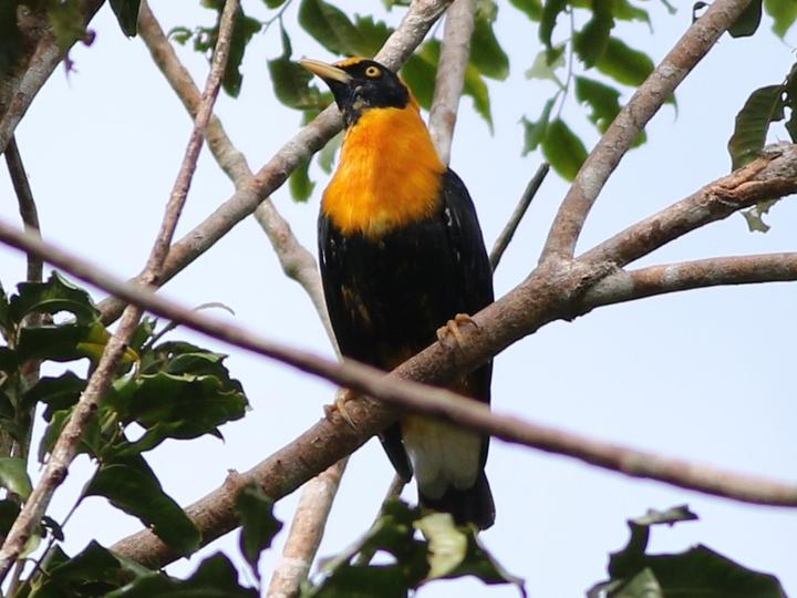 Golden Myna