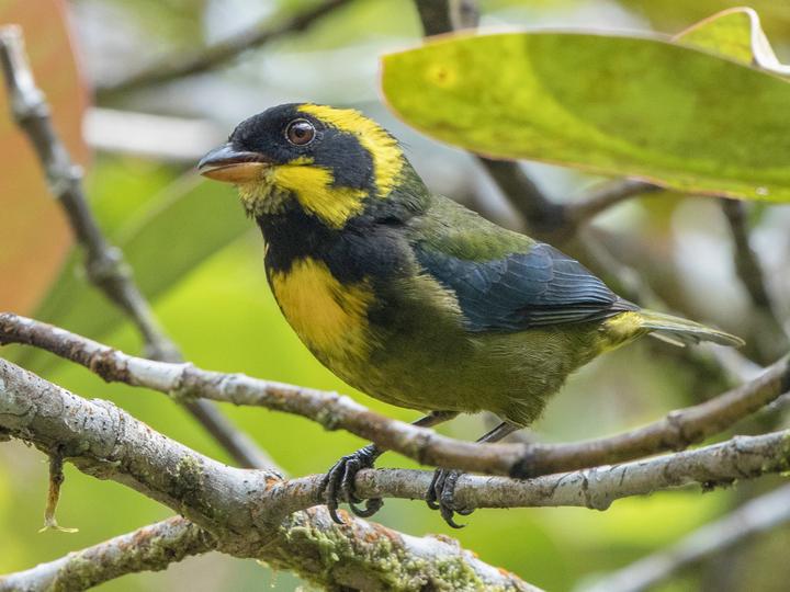 Gold-ringed Tanager