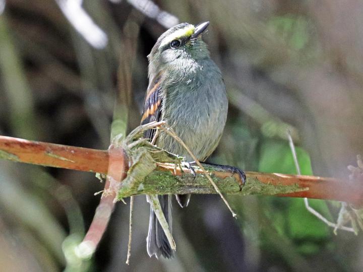 Golden-browed Chat-Tyrant