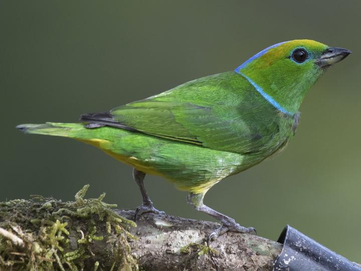 Golden-browed Chlorophonia