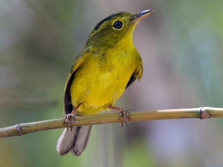 Green-crowned Warbler