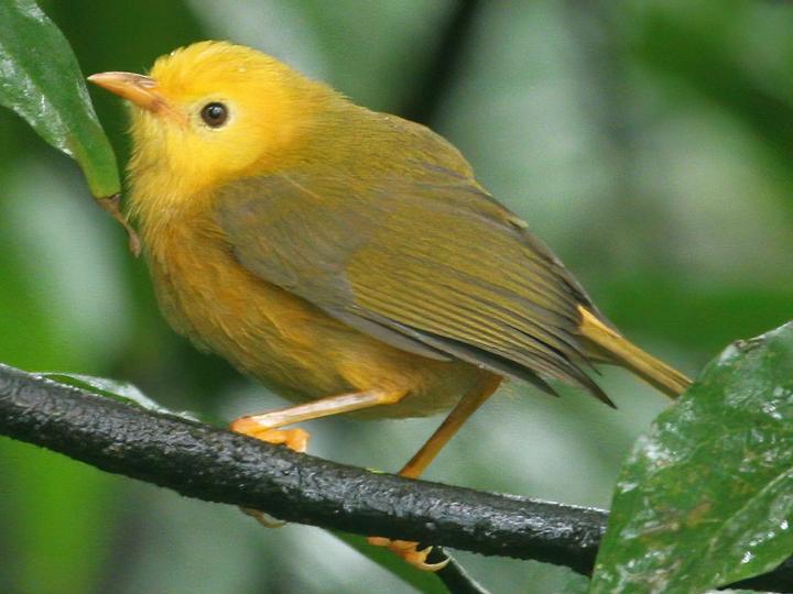 Golden White-eye
