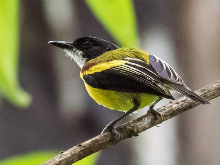 Golden-winged Tody-Flycatcher