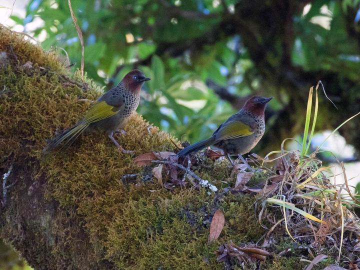Assam Laughingthrush