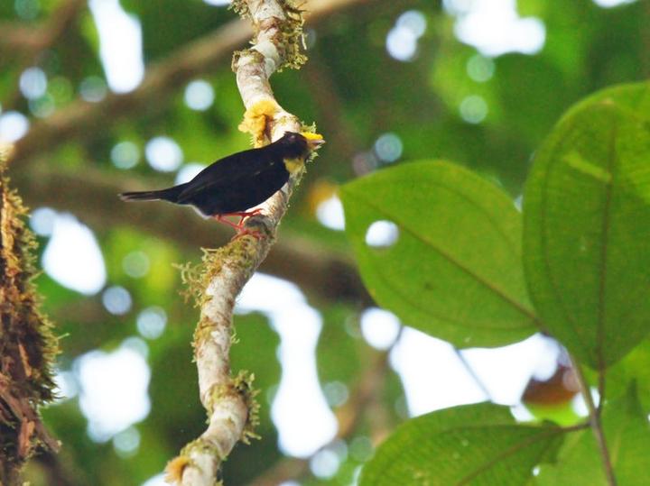Golden-winged Manakin