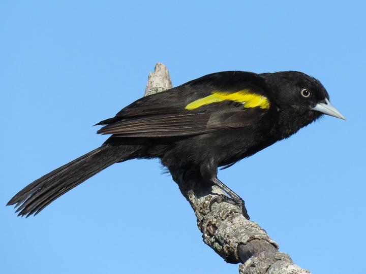 Golden-winged Cacique
