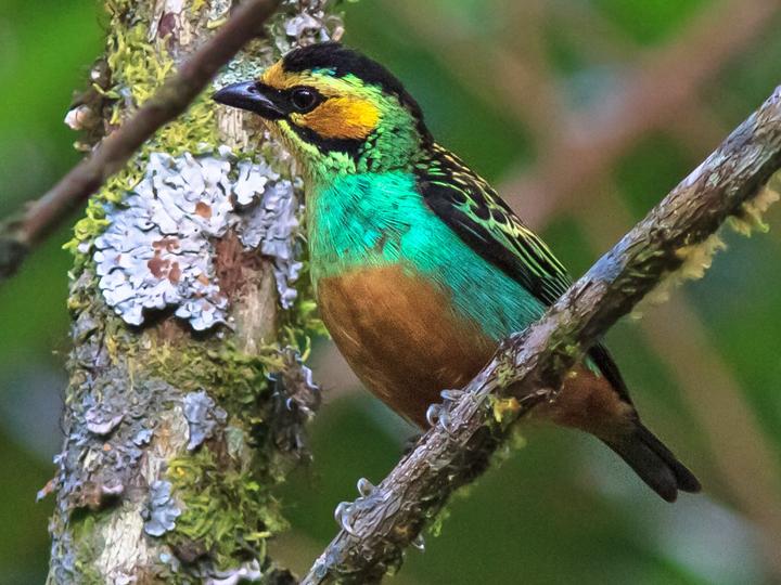 Golden-eared Tanager