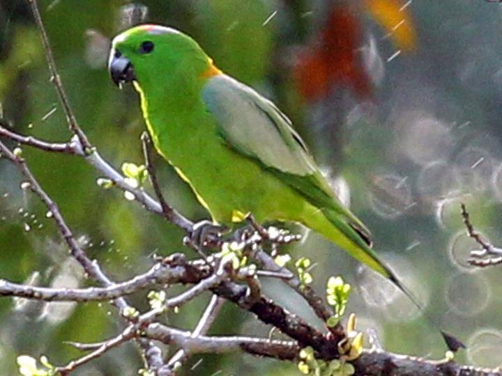 Golden-mantled Racket-tail