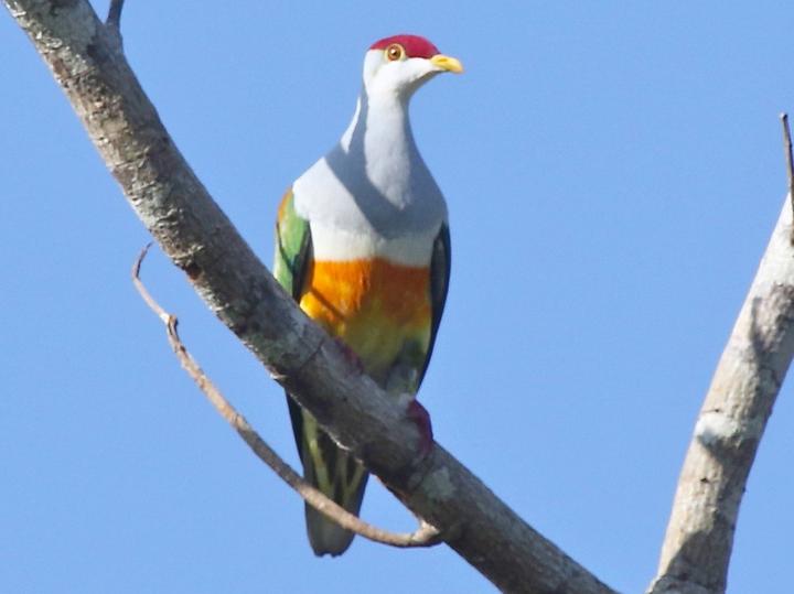 Wallace's Fruit Dove