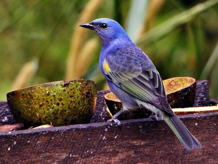 Golden-chevroned Tanager