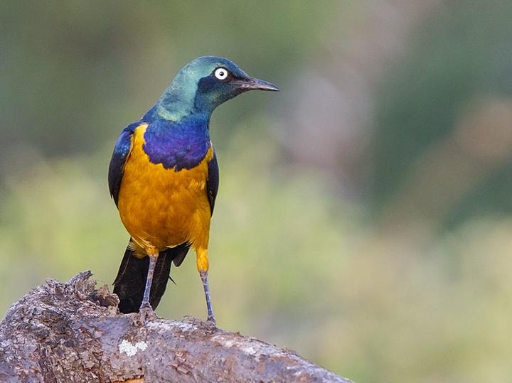 Golden-breasted Starling