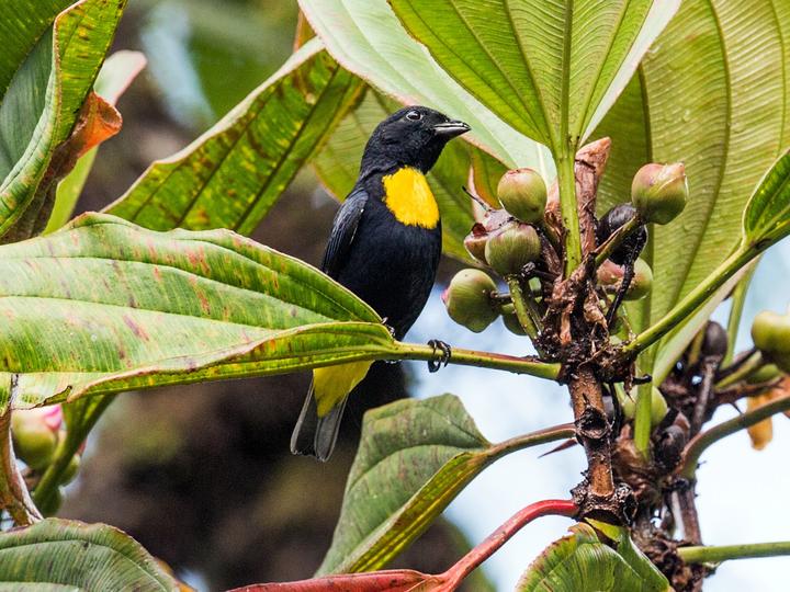 Golden-chested Tanager