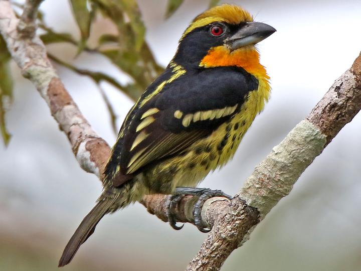 Gilded Barbet