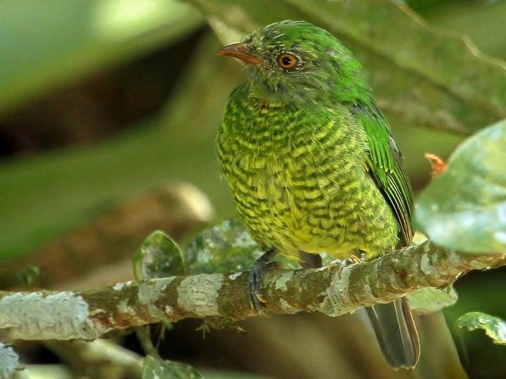 Golden-breasted Fruiteater