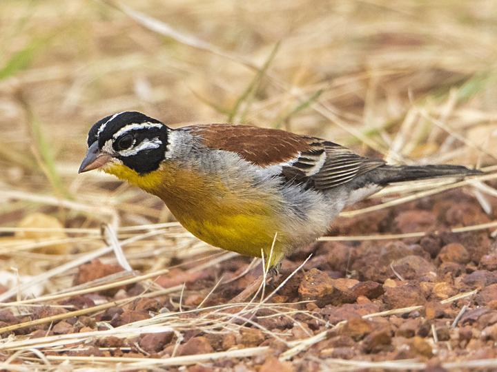 Golden-breasted Bunting