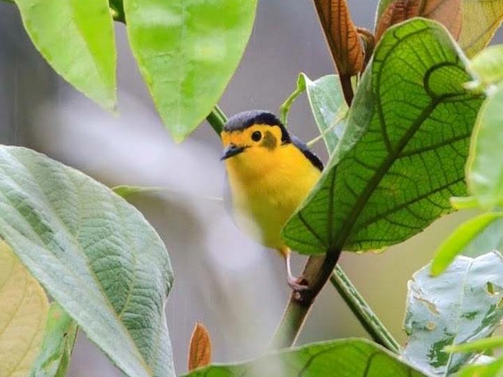 金脸啸鹟