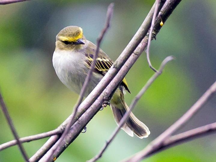 Golden-faced Tyrannulet