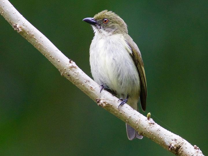 Golden-rumped Flowerpecker