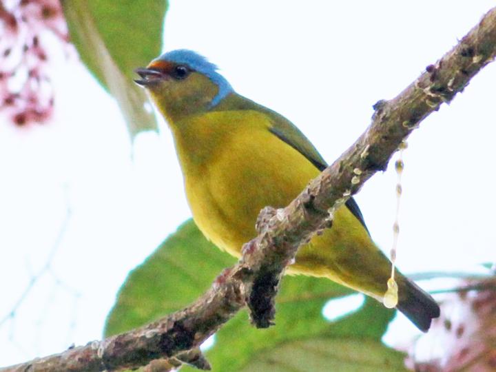 Golden-rumped Euphonia