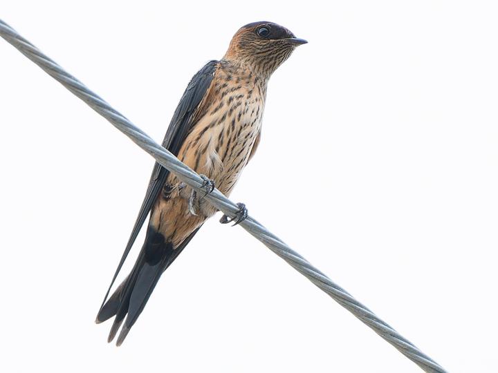Eastern Red-rumped Swallow