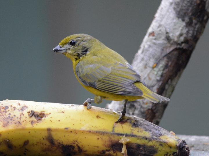 White-lored Euphonia