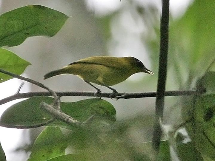Kai Kecil White-eye