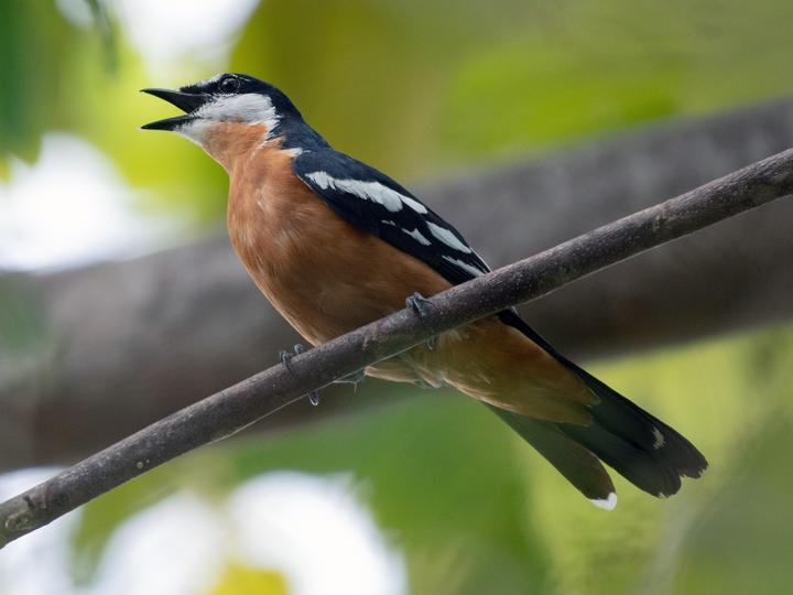 Rufous-bellied Triller