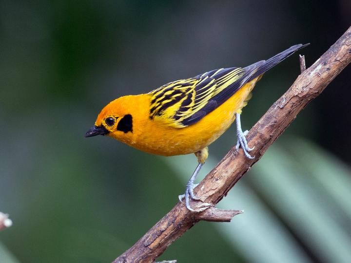 Golden Tanager