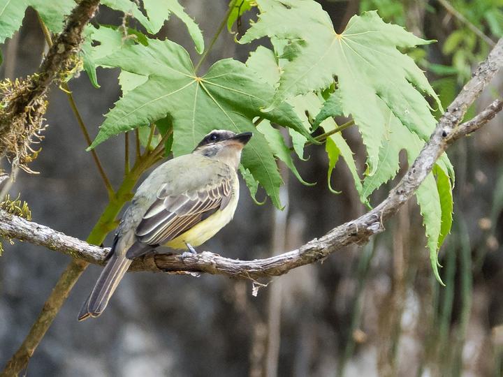 Golden-crowned Flycatcher