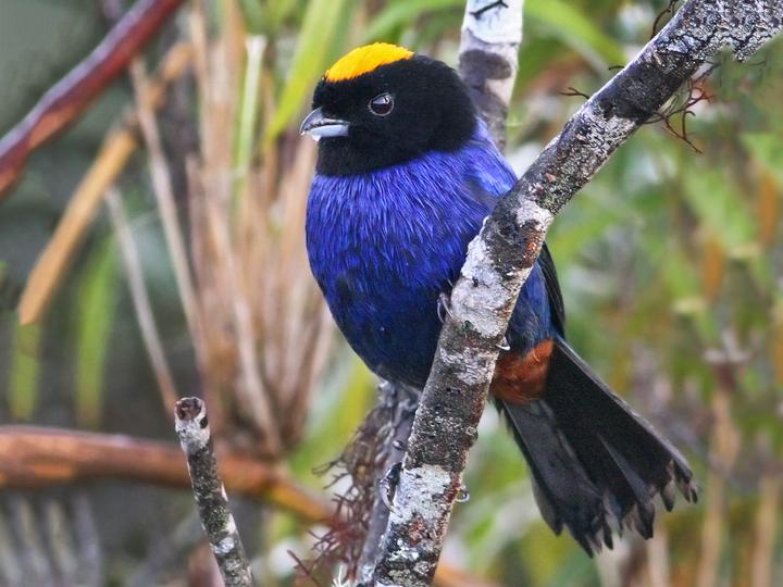 Golden-crowned Tanager