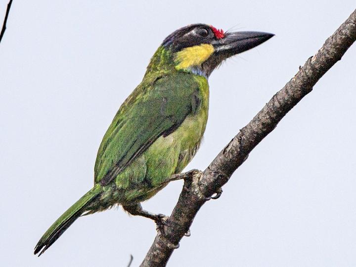 Golden-whiskered Barbet