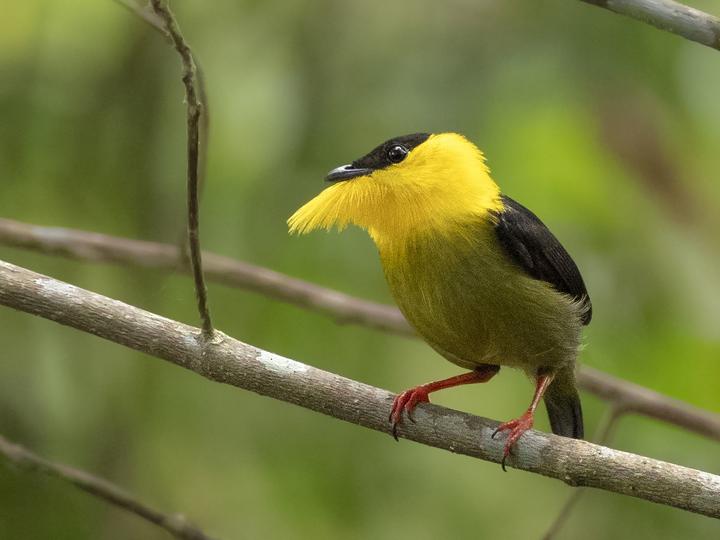 Golden-collared Manakin