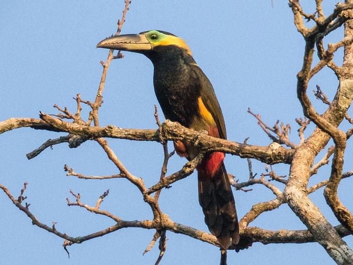 Golden-collared Toucanet