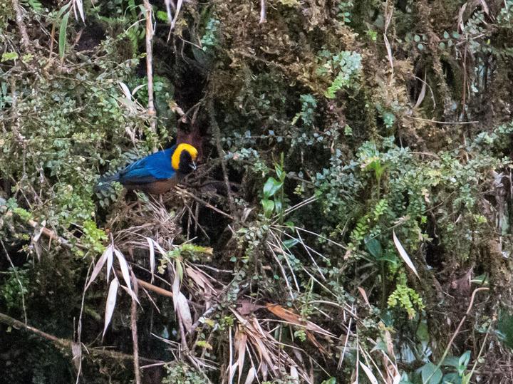 Golden-collared Tanager